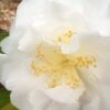 Bessie Battle Camellia Japonica - 3 Gallon Pot -Plant Shop Camellia Bessie Battle 1 500x750 1