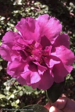 Bonanza Purple Camellia Sasanqua - 1 Gallon Pot -Plant Shop Camellia Bonanza 102 1
