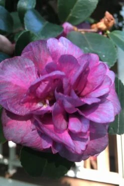 Bonanza Purple Camellia Sasanqua - 1 Gallon Pot -Plant Shop Camellia Bonanza Purple 4