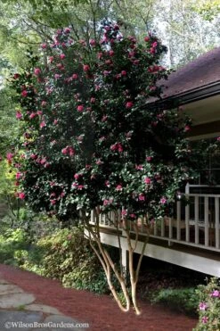 Bonanza Purple Camellia Sasanqua - 1 Gallon Pot -Plant Shop Camellia Bonanza Purple 7