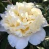 Brushfield Yellow Camellia Japonica - 6 Pack Of 1 Gallon Pots -Plant Shop Camellia Brushfield Yellow 11
