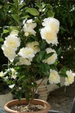 Brushfield Yellow Camellia Japonica - 6 Pack Of 1 Gallon Pots -Plant Shop Camellia Brushfield Yellow 500x750 1