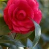 C. M. Hovey Camellia Japonica - 3 Gallon Pot -Plant Shop Camellia C M Hovey 1 500x750 1