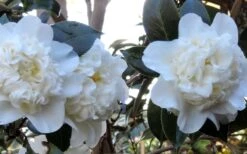 Fifth Avenue White Camellia Japonica - 3 Gallon Pot -Plant Shop Camellia Fifth Avenue 21