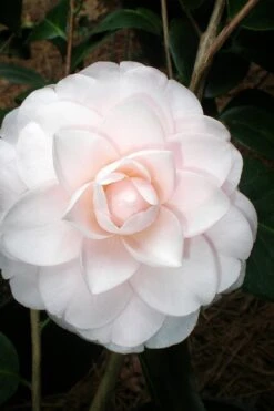 Goggy Camellia Japonica - 3 Gallon Pot -Plant Shop Camellia Goggy 3