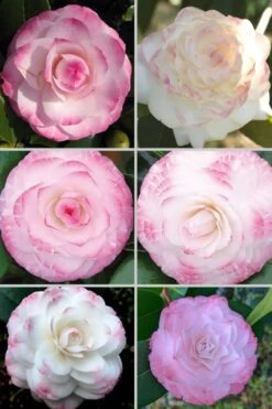 Grace Albritton Camellia Japonica - 3 Gallon Pot 9 Grace Albritton Camellia Japonica - 3 Gallon Pot -Plant Shop Camellia Grace Albritton 4