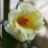 Kicho Yellow Camellia Japonica - 3 Gallon Pot -Plant Shop Camellia Kicho 1