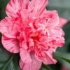 Kick Off Camellia Japonica - 1 Gallon Pot -Plant Shop Camellia Kick Off 10