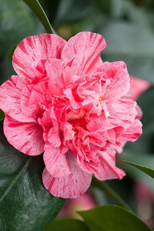 Kick Off Camellia Japonica - 1 Gallon Pot 3 Kick Off Camellia Japonica - 1 Gallon Pot