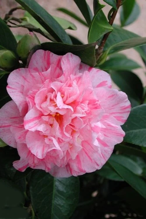 Kick Off Camellia Japonica - 1 Gallon Pot 7 Kick Off Camellia Japonica - 1 Gallon Pot - Image 5