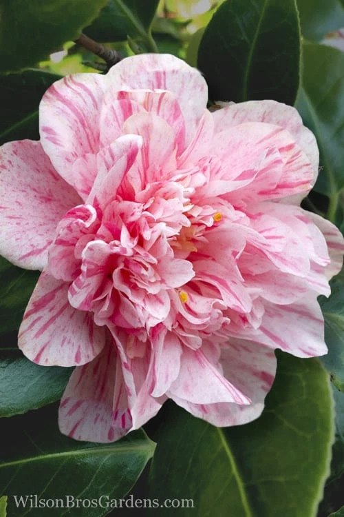 Kick Off Camellia Japonica - 1 Gallon Pot 8 Kick Off Camellia Japonica - 1 Gallon Pot - Image 6