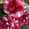 Kiku-Toji Camellia Japonica - 3 Gallon Pot -Plant Shop Camellia Kiku Toji 2
