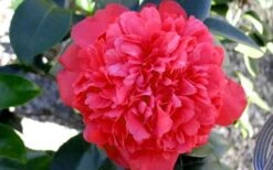 Laura Walker Camellia Japonica - 3 Gallon Pot 12 Laura Walker Camellia Japonica - 3 Gallon Pot -Plant Shop Camellia Laura Walker 2