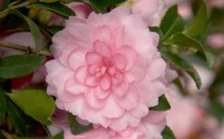 October Magic Pink Perplexion Camellia - 1 Gallon Pot -Plant Shop Camellia October Magic Pink Perplexion