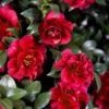 October Magic Ruby Camellia - 7 Gallon Pot 2 October Magic Ruby Camellia - 7 Gallon Pot -Plant Shop Camellia October Magic Ruby 20
