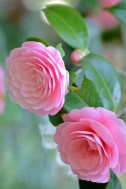 Otome Pink Camellia Japonica - 3 Gallon Pot -Plant Shop Camellia Otome 1