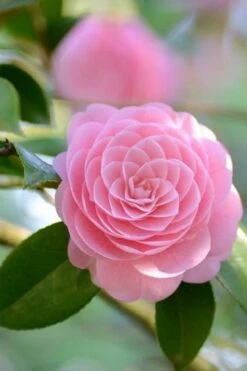 Otome Pink Camellia Japonica - 3 Gallon Pot -Plant Shop Camellia Otome 2