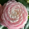 Pink Perfection Camellia Japonica - 1 Gallon Pot -Plant Shop Camellia Pink Perfection 26