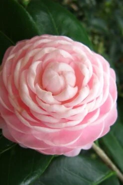 Pink Perfection Camellia Japonica - 1 Gallon Pot -Plant Shop Camellia Pink Perfection 27