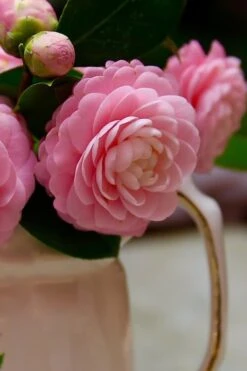 Pink Perfection Camellia Japonica - 1 Gallon Pot -Plant Shop Camellia Pink Perfection 29