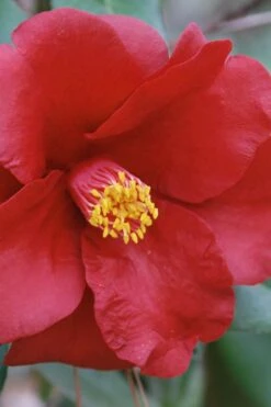 Royal Velvet Red Camellia Japonica - 7 Gallon Pot -Plant Shop Camellia Royal Velvet 2