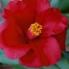 Royal Velvet Red Camellia Japonica - 7 Gallon Pot -Plant Shop Camellia Royal Velvet 5