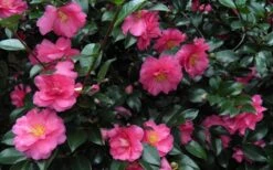 Shishi Gashira Dwarf Camellia Sasanqua - 1 Gallon Pot -Plant Shop Camellia Shishi Gashira 24