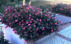 Shishi Gashira Dwarf Camellia Sasanqua - 1 Gallon Pot -Plant Shop Camellia Shishi Gashira 33