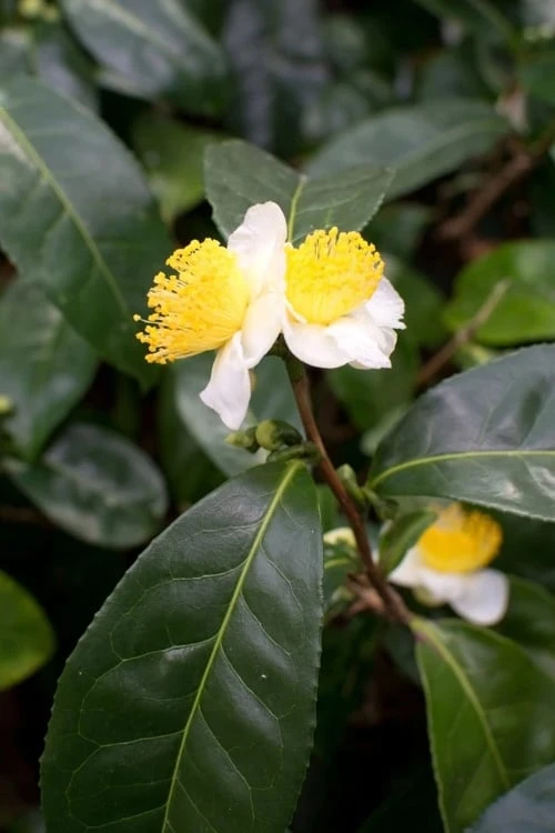 Large Leaf Tea Plant (Camellia Sinensis) - 3 Gallon Pot 8 Large Leaf Tea Plant (Camellia Sinensis) - 3 Gallon Pot - Image 6