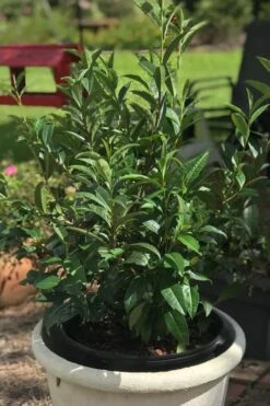 Large Leaf Tea Plant (Camellia Sinensis) - 3 Gallon Pot 11 Large Leaf Tea Plant (Camellia Sinensis) - 3 Gallon Pot -Plant Shop Camellia Tea Plant Large Leaf 3