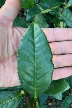 Large Leaf Tea Plant (Camellia Sinensis) - 3 Gallon Pot 12 Large Leaf Tea Plant (Camellia Sinensis) - 3 Gallon Pot -Plant Shop Camellia Tea Plant Large Leaf 4