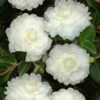 October Magic White Shishi Gashira Dwarf Camellia Sasanqua - 3 Gallon Pot 1 October Magic White Shishi Gashira Dwarf Camellia Sasanqua - 3 Gallon Pot -Plant Shop Camellia White ShiShi Gashira 1