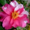 Winter's Fire Cold Hardy Camellia - 1 Gallon Pot 1 Winter's Fire Cold Hardy Camellia - 1 Gallon Pot -Plant Shop Camellia Winters Fire 10