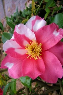 Winter's Fire Cold Hardy Camellia - 1 Gallon Pot -Plant Shop Camellia Winters Fire 5