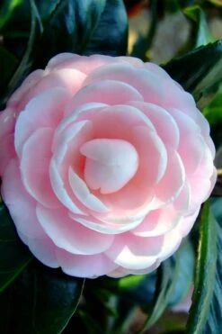 Winter's Rose Cold Hardy Dwarf Camellia - 1 Gallon Pot 9 Winter's Rose Cold Hardy Dwarf Camellia - 1 Gallon Pot -Plant Shop Camellia Winters Rose 6