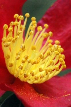 Yuletide Camellia Sasanqua - 2.5 Quart Pot 14 Yuletide Camellia Sasanqua - 2.5 Quart Pot -Plant Shop Camellia Yuletide 30