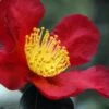 Yuletide Camellia Sasanqua - 2.5 Quart Pot 1 Yuletide Camellia Sasanqua - 2.5 Quart Pot -Plant Shop Camellia Yuletide 31