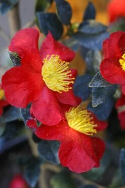 Yuletide Camellia Sasanqua - 2.5 Quart Pot 13 Yuletide Camellia Sasanqua - 2.5 Quart Pot -Plant Shop Camellia Yuletide 32