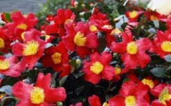 Yuletide Camellia Sasanqua - 2.5 Quart Pot 15 Yuletide Camellia Sasanqua - 2.5 Quart Pot -Plant Shop Camellia Yuletide 34