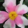 Yume Camellia Sasanqua - 3 Gallon Pot 1 Yume Camellia Sasanqua - 3 Gallon Pot -Plant Shop Camellia Yume 1
