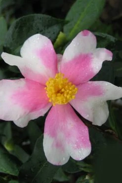 Yume Camellia Sasanqua - 3 Gallon Pot -Plant Shop Camellia Yume 2