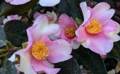Yume Camellia Sasanqua - 3 Gallon Pot -Plant Shop Camellia Yume 5