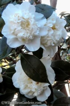 Fifth Avenue White Camellia Japonica - 3 Gallon Pot -Plant Shop Camellia fifth avenue 20