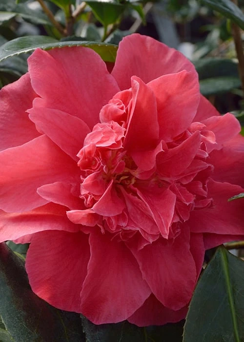 Laura Walker Camellia Japonica - 3 Gallon Pot 8 Laura Walker Camellia Japonica - 3 Gallon Pot - Image 6