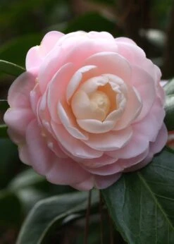 Pink Perfection Camellia Japonica - 1 Gallon Pot -Plant Shop Camillia Pink Perfection