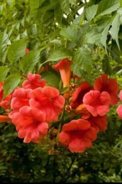 Balboa Sunset Trumpet Vine (Campsis Radicans) - 5 Gallon Pot -Plant Shop Campsis Balboa Sunset 2
