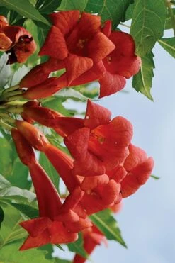 Balboa Sunset Trumpet Vine (Campsis Radicans) - 5 Gallon Pot -Plant Shop Campsis Balboa Sunset 3