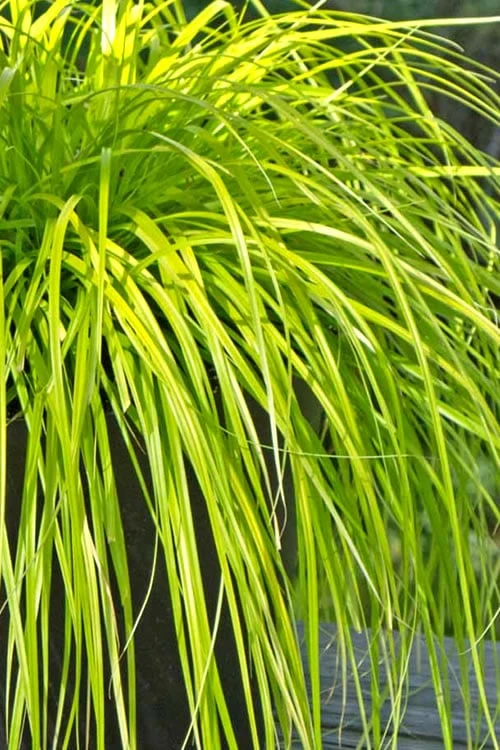 Evercolor 'Everillo' Carex - 5 Pack Of Quart Pots 11 Evercolor 'Everillo' Carex - 5 Pack Of Quart Pots - Image 9