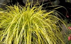 Evercolor 'Everillo' Carex - 5 Pack Of Quart Pots 17 Evercolor 'Everillo' Carex - 5 Pack Of Quart Pots -Plant Shop Carex Everillo Plant 1