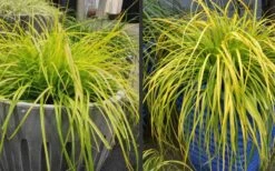Evercolor 'Everillo' Carex - 5 Pack Of Quart Pots 18 Evercolor 'Everillo' Carex - 5 Pack Of Quart Pots -Plant Shop Carex Everillo Plant Containers